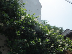 Trachelospermum jasminoides