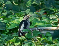 Dendrocopos syriacus