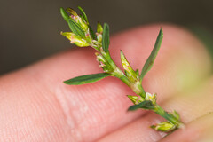 Polygonum arenastrum