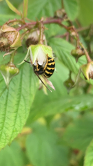 Vespula alascensis