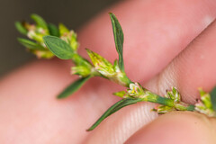 Polygonum arenastrum