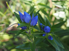 Gentiana affinis