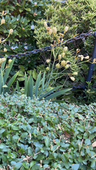 Iris domestica