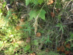 Bromus ciliatus