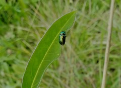 Cryptocephalus sericeus