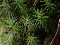 Polytrichum formosum