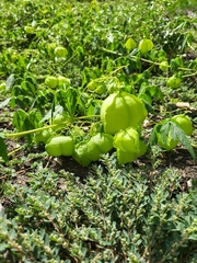 Cardiospermum halicacabum