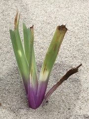 Iris versicolor