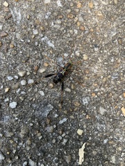 Neoclytus mucronatus