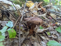 Cortinarius armillatus