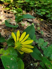 Silphium asteriscus
