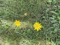 Hieracium lachenalii