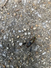 Neoclytus mucronatus