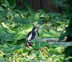 Dendrocopos syriacus