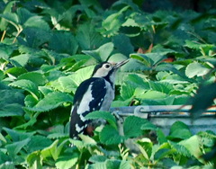 Dendrocopos syriacus