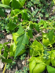 Cardiospermum halicacabum