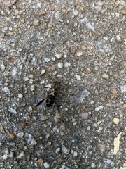 Neoclytus mucronatus