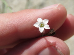 Saltugilia australis