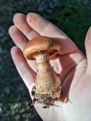 Cortinarius armillatus