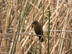 Chrysomus ruficapillus