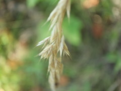 Bromus ciliatus