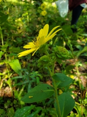 Silphium asteriscus