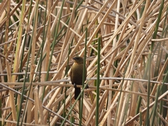 Chrysomus ruficapillus