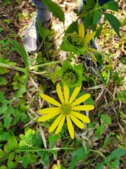 Silphium asteriscus