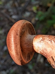Cortinarius armillatus