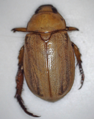 Rutelinae