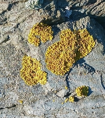 Xanthoria parietina