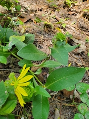 Silphium asteriscus