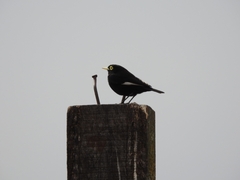 Hymenops perspicillatus