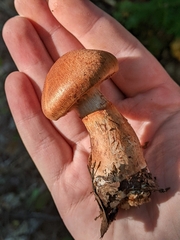 Cortinarius armillatus