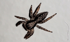 Platycryptus californicus