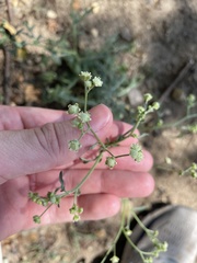 Parthenium hysterophorus