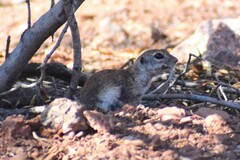 Xerospermophilus tereticaudus