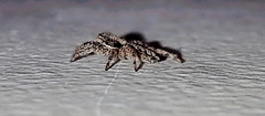 Platycryptus californicus