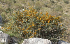 Berberis ruscifolia