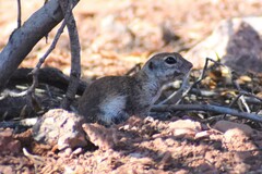 Xerospermophilus tereticaudus