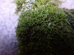 Herzogiella adscendens