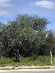 Prosopis juliflora
