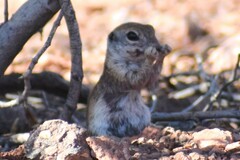 Xerospermophilus tereticaudus