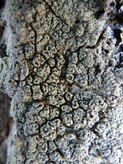 Pertusaria hymenea
