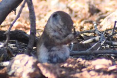 Xerospermophilus tereticaudus