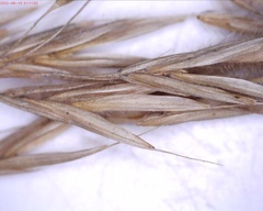 Bromus ciliatus