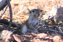 Xerospermophilus tereticaudus