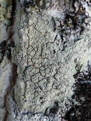 Pertusaria hymenea