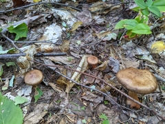Cortinarius armillatus