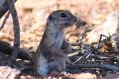 Xerospermophilus tereticaudus